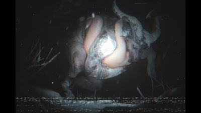 Sable still collecting monster cum (Cum Covered)