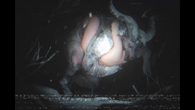 Sable still collecting monster cum
